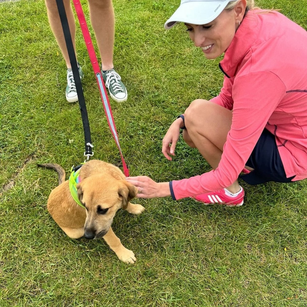 Dog in event