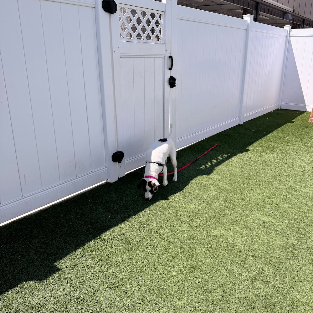 Dog Playing