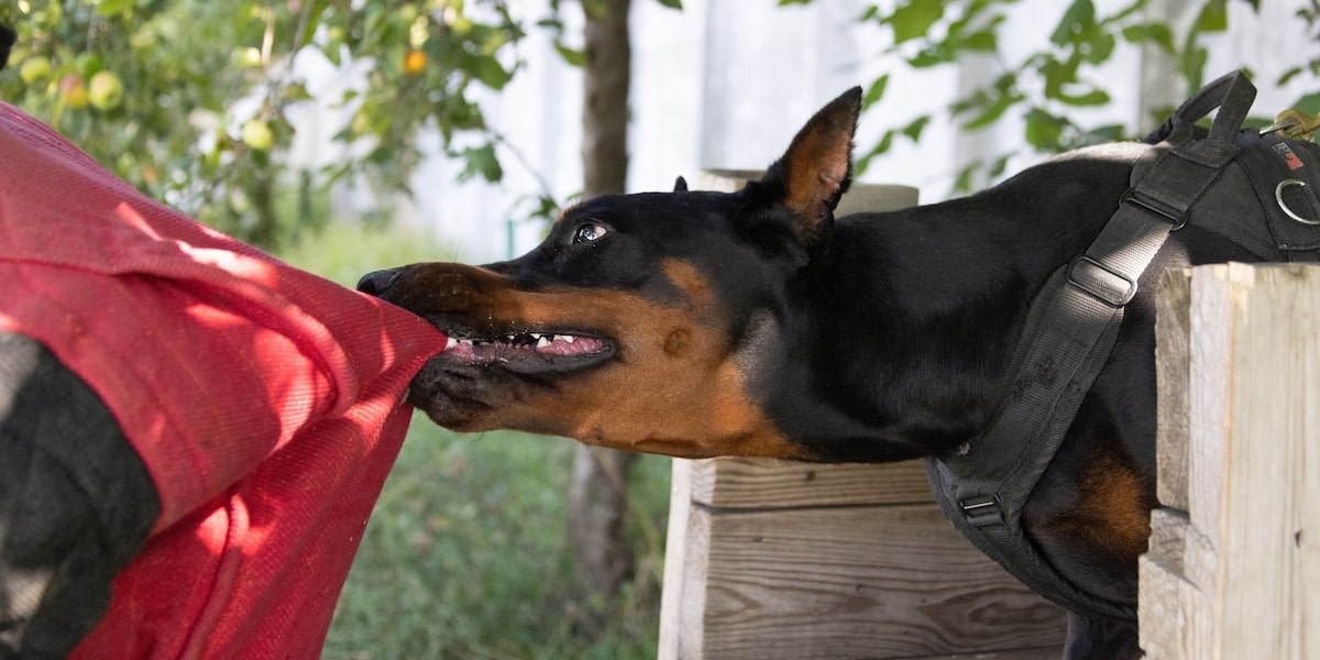 Dog bite