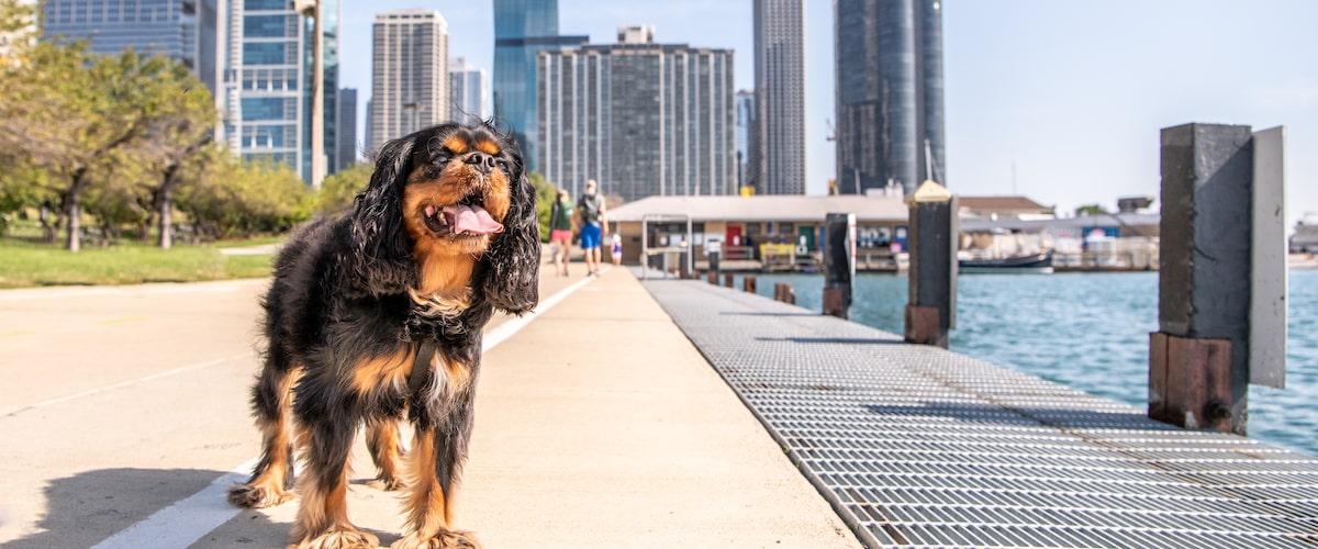 Dog In City