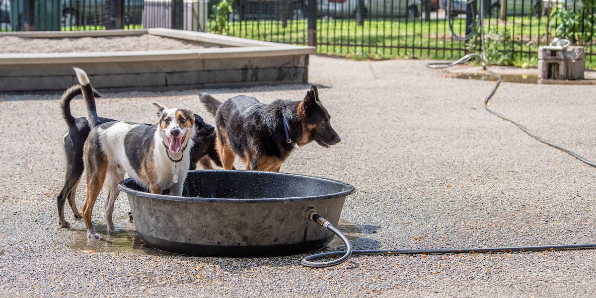 ¿Es obligatorio reportar una mordedura de perro en Illinois?